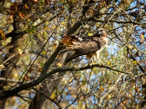 Red-tailed Hawk. Photo by Robert Woodward.