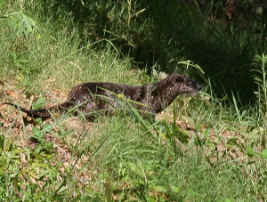 Norther River Otters are occasional visitors to the Ponds. Photo by Robert Woodward.
